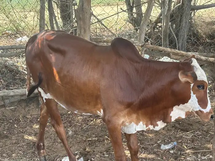 عجل 9شهور للبيع 4