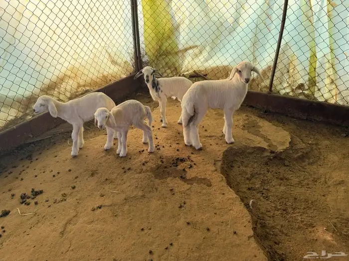 مقاني مراح واحد 6