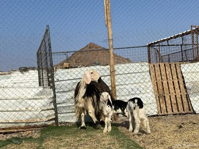 نعجه نجديه صنف الصنف والد تحتها ثنين طليان 19