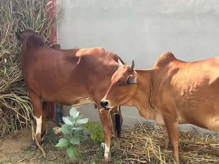 ماشاءالله بقر بلديه طيبه عمرها سديس رعويه هاديه 3