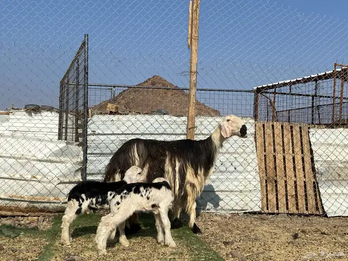 نعجه نجديه صنف الصنف والد تحتها ثنين طليان 17