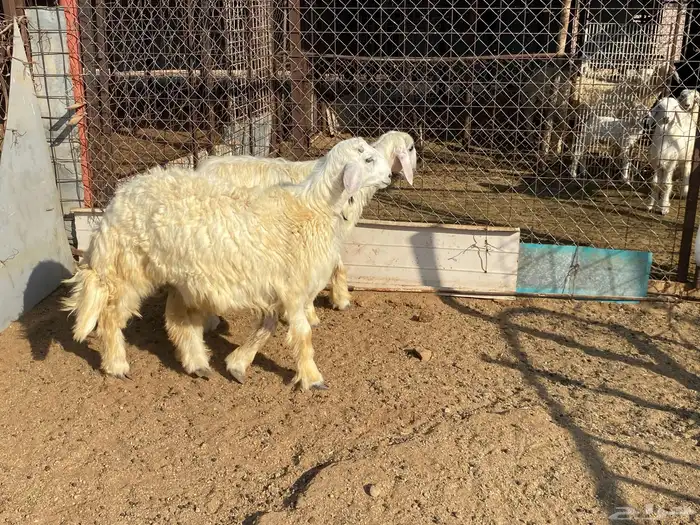 طليان حريه 0