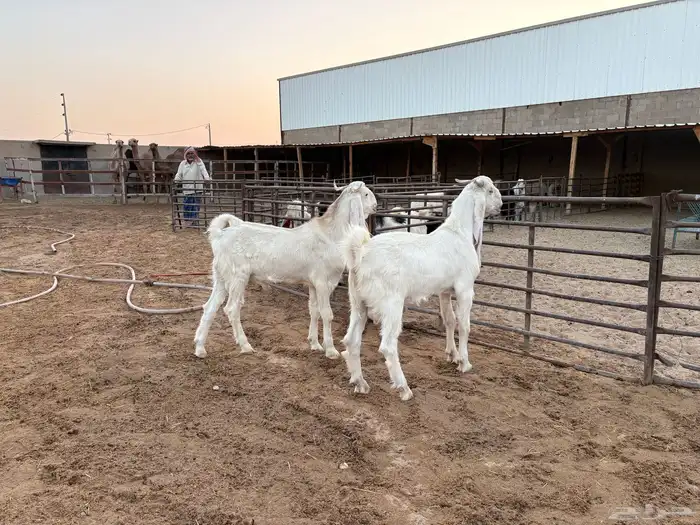 فحول تيوس مطورات عدد 2 12