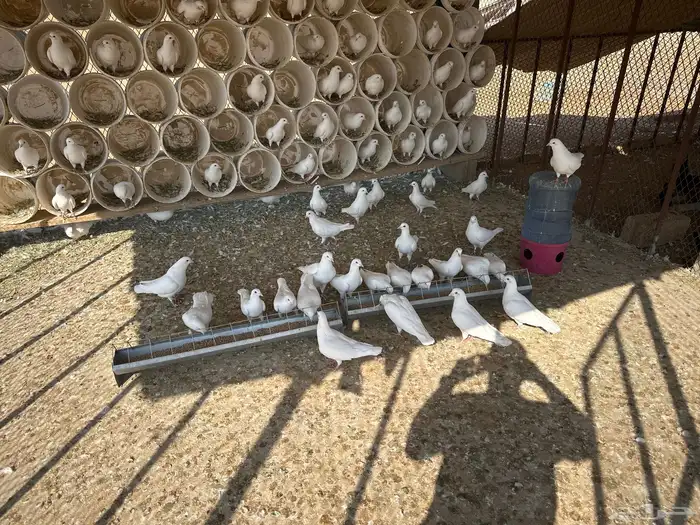حمام فرنس 40 زوج جامبو البيع العشه كامله 2
