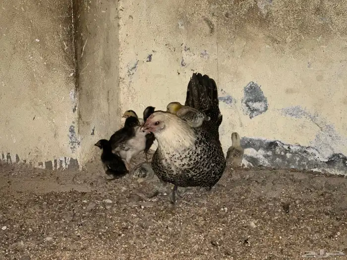 دجاجه معها 9 صيصان للبيع 1