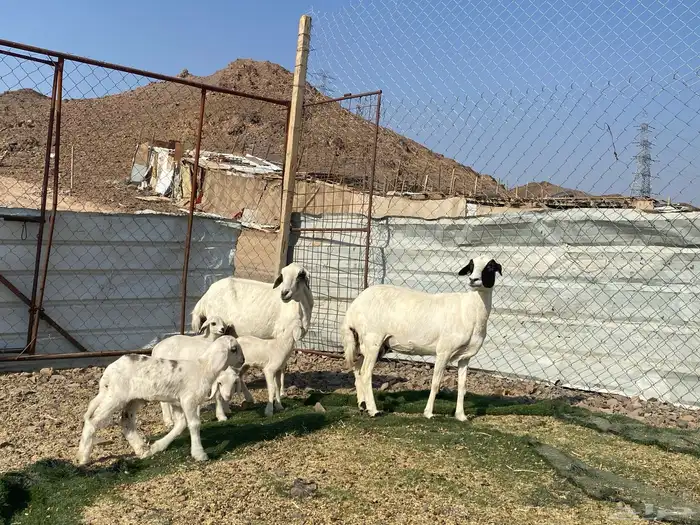 نعاج حبص متاويم 2 تحتهن 4 15