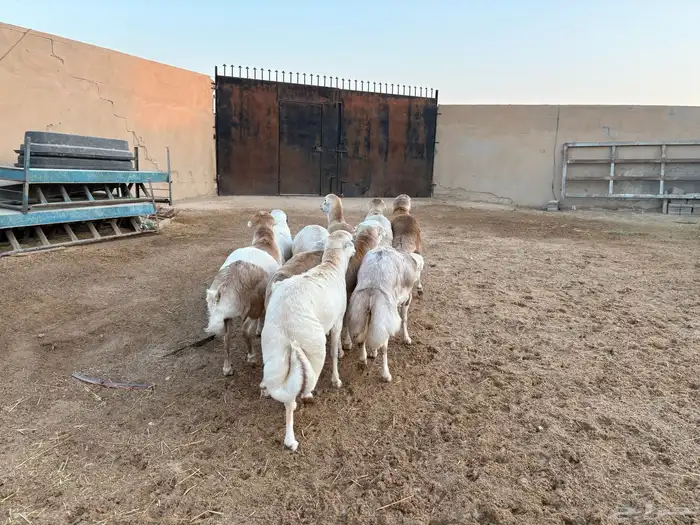 رفيدي صومالي تربيه 5 أشهر خرفان عدد 10 سومها 860 15