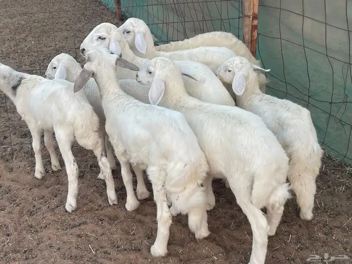 62 غنم حريات مراح واحد ولد ودفيع حرش صغار سن تم البيع 24