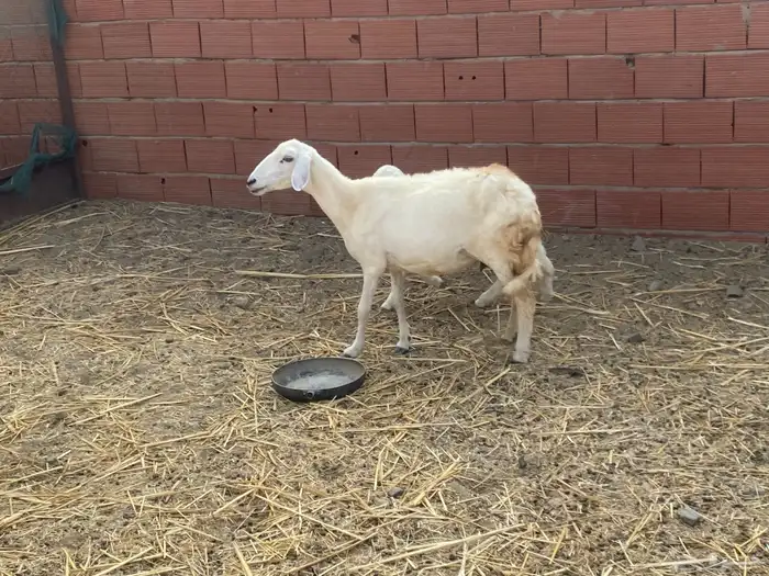 للبيع نعجه حريه والد مشاءالله تبارك الله 4