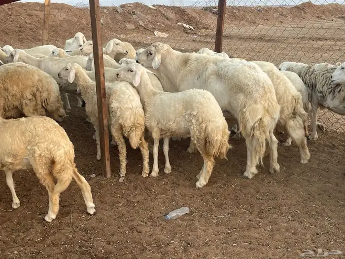 62 غنم حريات مراح واحد ولد ودفيع حرش صغار سن تم البيع 22