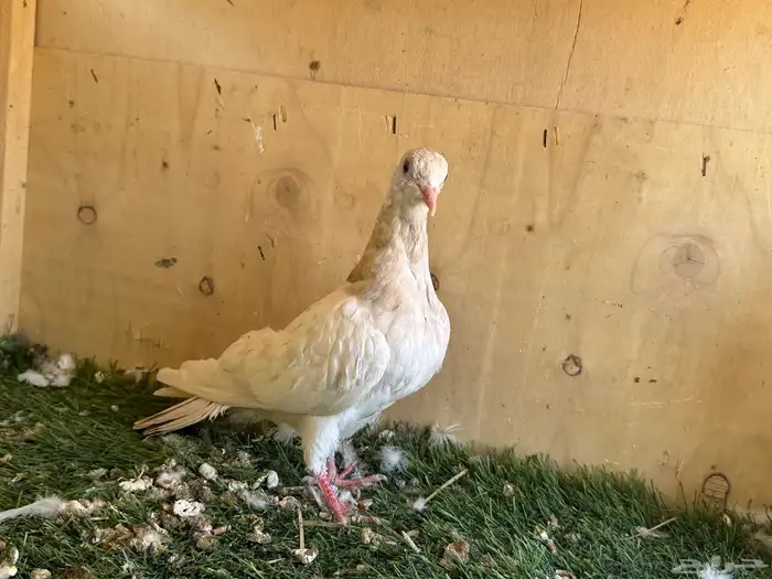 جوز باكستاني 2