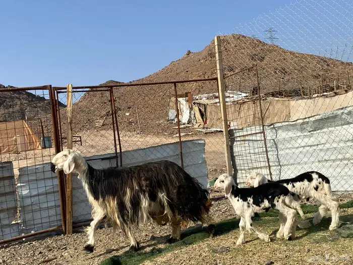 نعجه نجديه صنف الصنف والد تحتها ثنين طليان 10