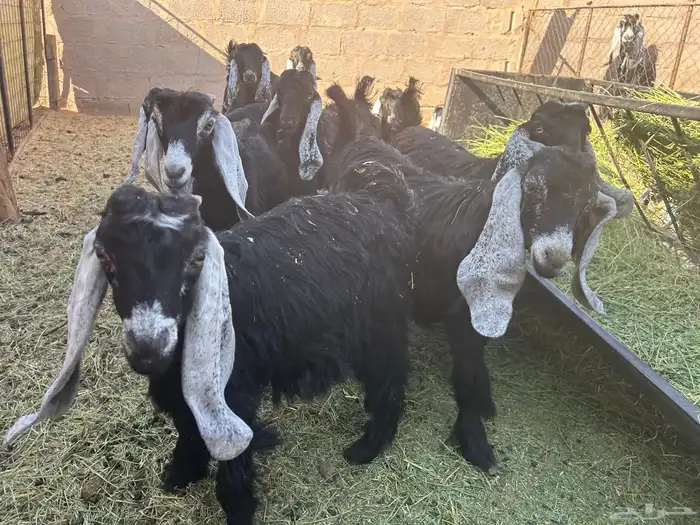 معزاء عوارض مضاريع وبهن دفيع عدد 36 مراح بذن الله يتومن 3