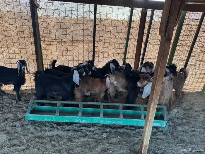 السلام عليكم ورحمة الله وبركاته 2