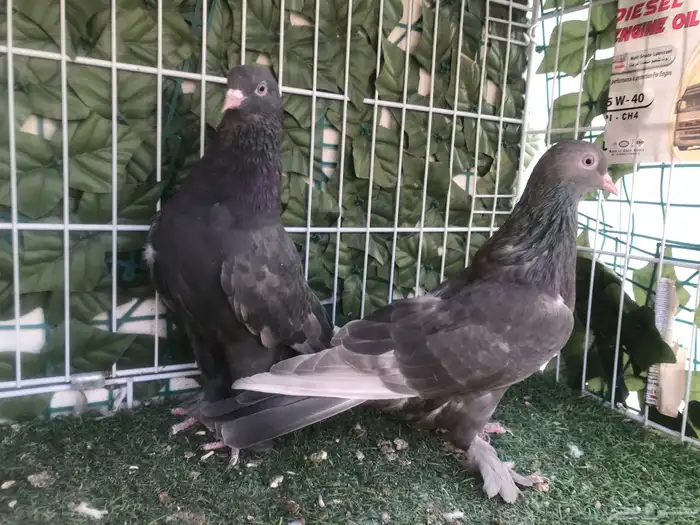 طبه طحيني توب 5