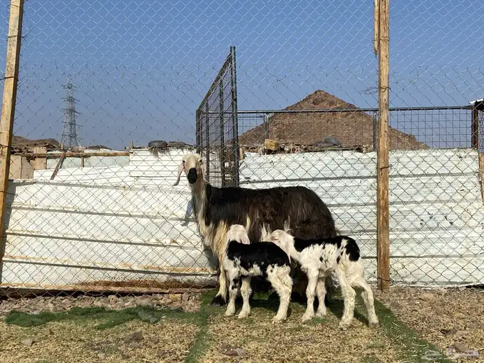 نعجه نجديه صنف الصنف والد تحتها ثنين طليان 9