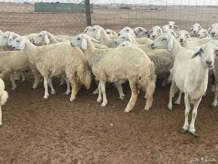 62 غنم حريات مراح واحد ولد ودفيع حرش صغار سن تم البيع 0