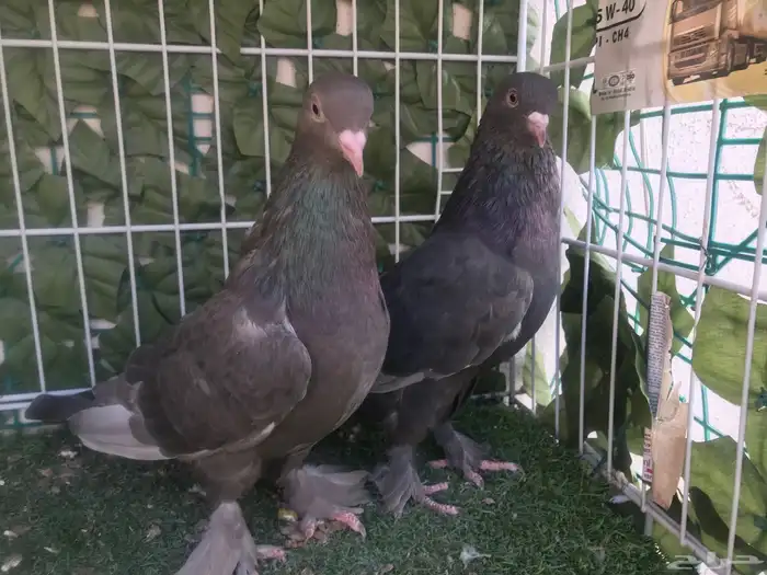 طبه طحيني توب 1