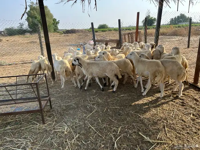 رخال بلدي فاخر 1