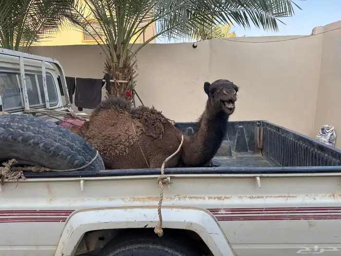 حاشي بري لباني 0