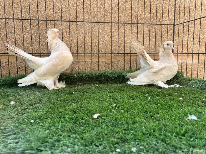 زوج كرنقو ليمون 1