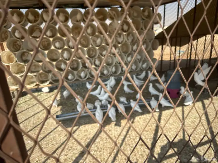 حمام فرنس 40 زوج جامبو البيع العشه كامله 3