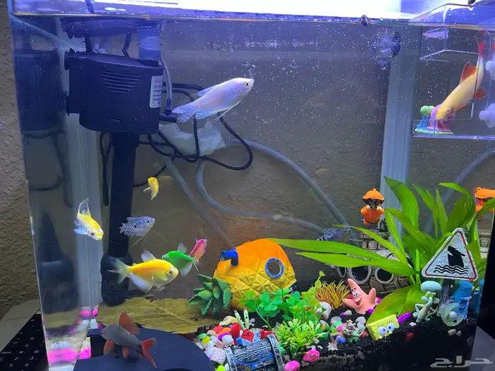 للبيع حوض سمك جميل ونظيف جدا مع كااامل تجهيزاته 0