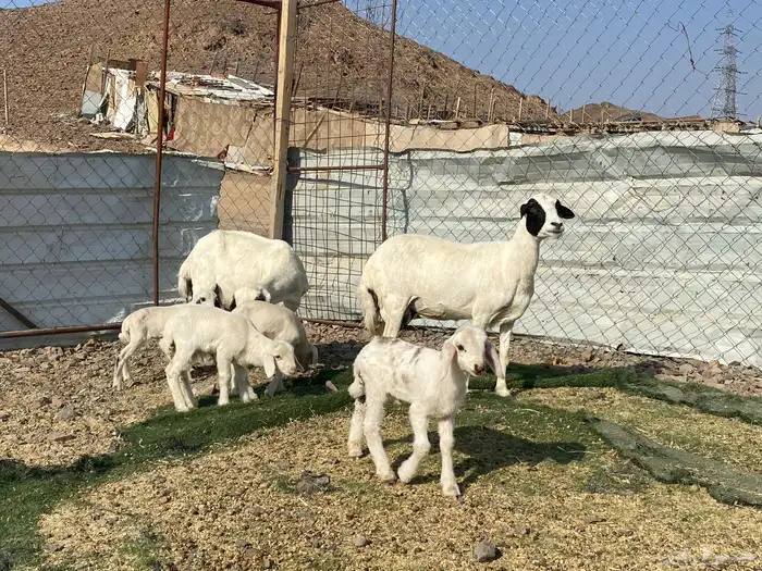 نعاج حبص متاويم 2 تحتهن 4 16