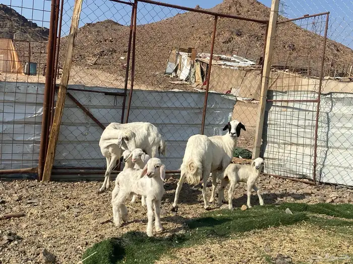 نعاج حبص متاويم 2 تحتهن 4 11