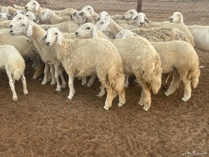 62 غنم حريات مراح واحد ولد ودفيع حرش صغار سن تم البيع 13