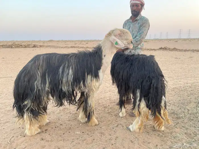 خروف نجدي صنف حار ونشيط على القضب 2