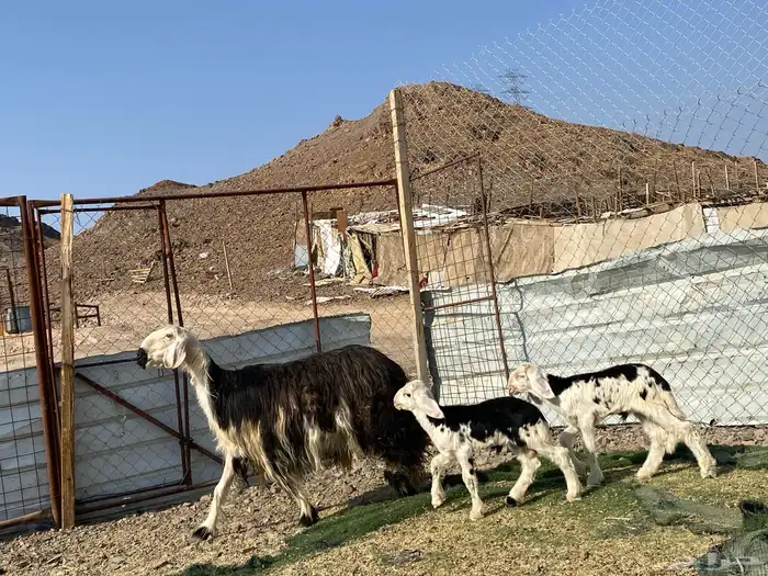 نعجه نجديه صنف الصنف والد تحتها ثنين طليان 6