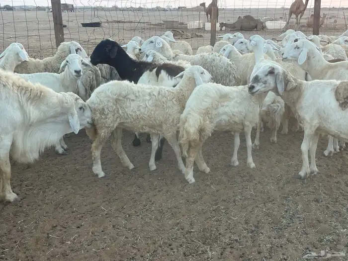 62 غنم حريات مراح واحد ولد ودفيع حرش صغار سن تم البيع 8