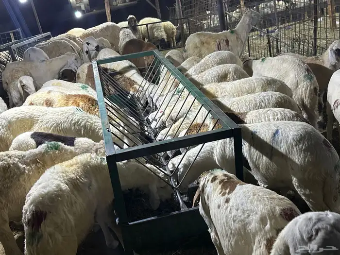 سوكني دمازين ابيض شبيه الحري مربي 2شهرين 2