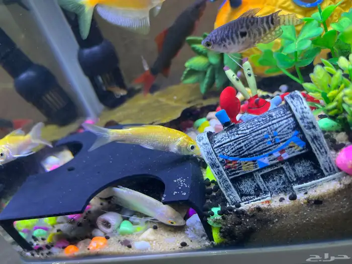 للبيع حوض سمك جميل ونظيف جدا مع كااامل تجهيزاته 5