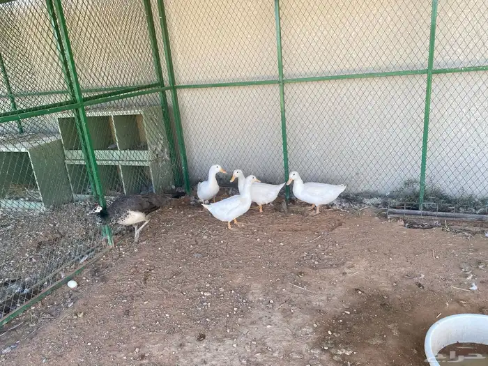 انثى طاؤوس وبط وانثى ديك رومي 3