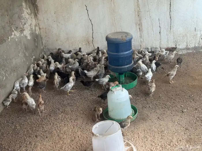 دجاج العمر شهر واسبوع 4