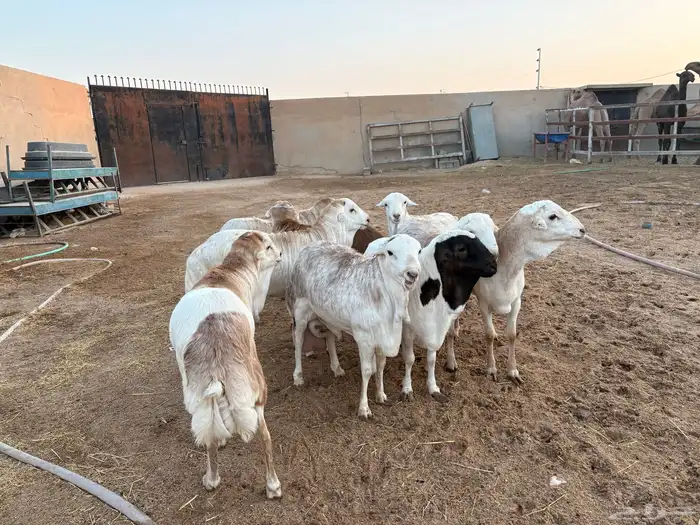 رفيدي صومالي تربيه 5 أشهر خرفان عدد 10 سومها 860 11