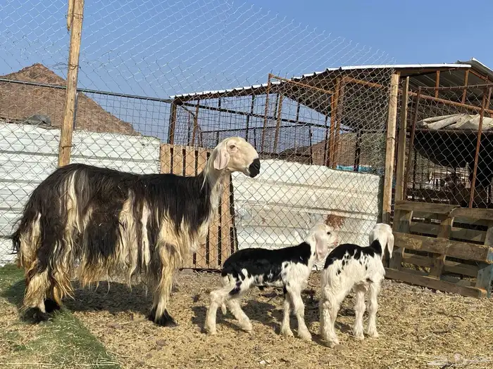 نعجه نجديه صنف الصنف والد تحتها ثنين طليان 1