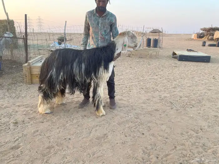 خروف نجدي صنف حار ونشيط على القضب 1