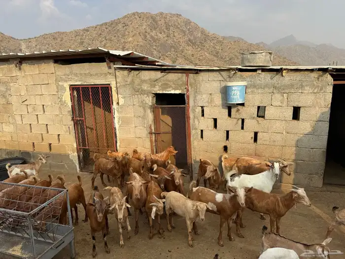 للبيع تيوس بلدي العمر 8اشهر. 3