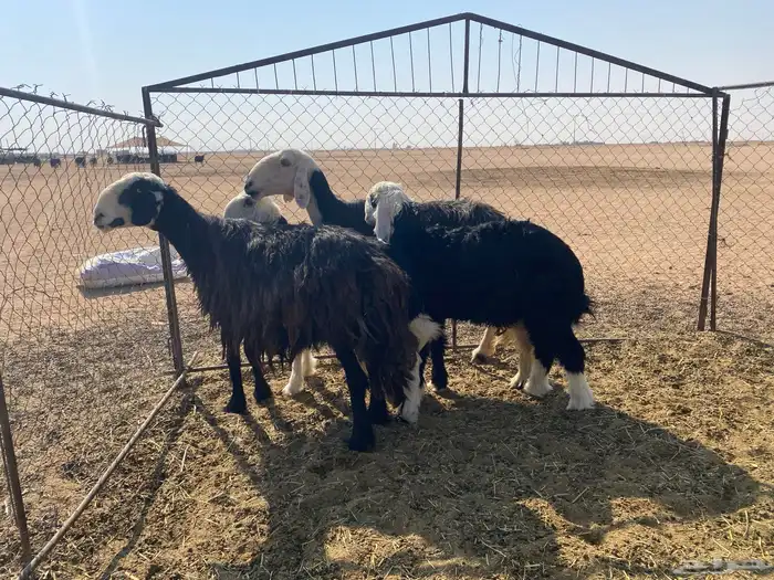 نجد مواليد 1