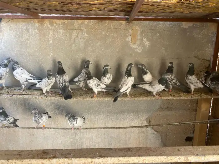 حمام باكستاني للبيع 1