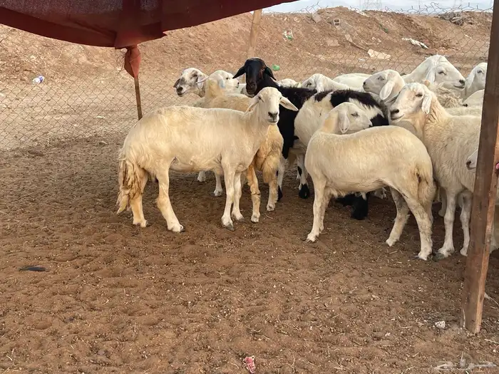 62 غنم حريات مراح واحد ولد ودفيع حرش صغار سن تم البيع 7