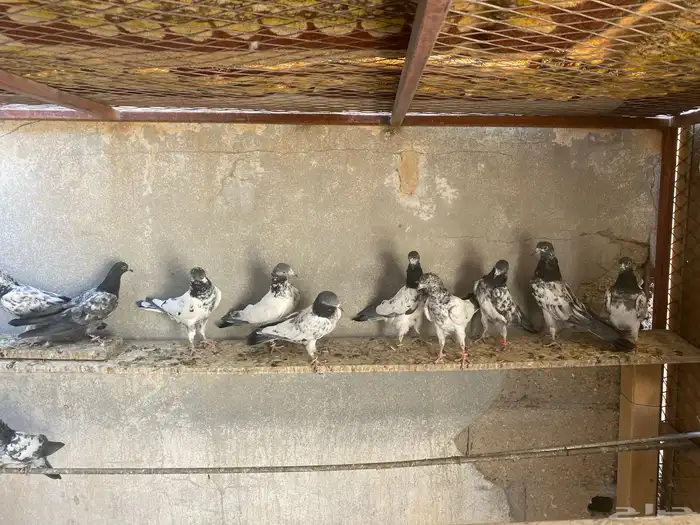 حمام باكستاني للبيع 0