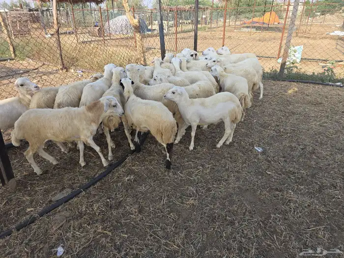 رخال بلدي فاخر 2