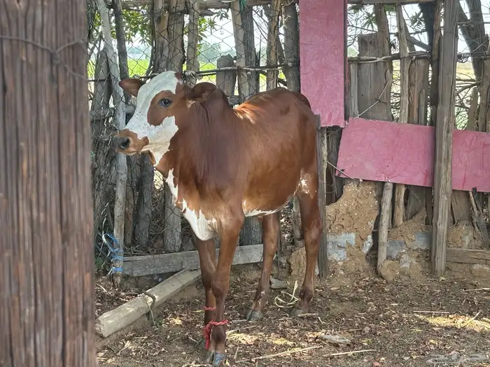 عجل 9شهور للبيع 2