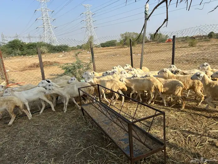 رخال بلدي فاخر 0