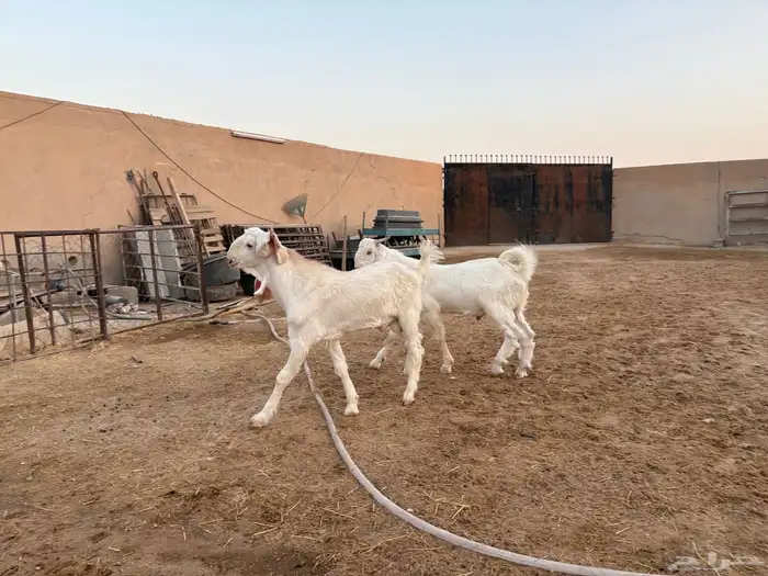 فحول تيوس مطورات عدد 2 3