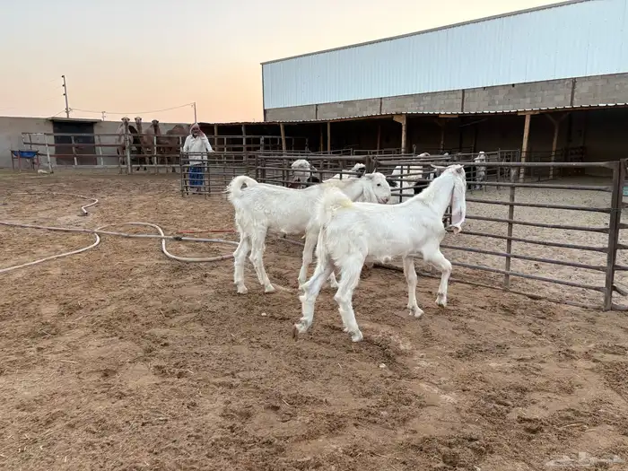 فحول تيوس مطورات عدد 2 14